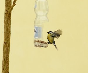 Zimowe Ptakoliczenie 2017 Zimowe Ptakoliczenie 2017