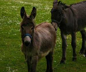 Początek wiosny w Muzeum Rolnictwa im. ks. K. Kluka w Ciechanowcu to czas dla zwierząt. Początek wiosny w Muzeum Rolnictwa im. ks. K. Kluka w Ciechanowcu to czas dla zwierząt.