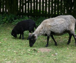 Początek wiosny w Muzeum Rolnictwa im. ks. K. Kluka w Ciechanowcu to czas dla zwierząt. Początek wiosny w Muzeum Rolnictwa im. ks. K. Kluka w Ciechanowcu to czas dla zwierząt.