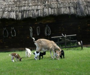 Początek wiosny w Muzeum Rolnictwa im. ks. K. Kluka w Ciechanowcu to czas dla zwierząt. Początek wiosny w Muzeum Rolnictwa im. ks. K. Kluka w Ciechanowcu to czas dla zwierząt.
