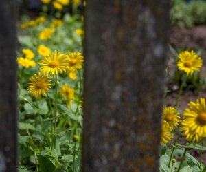 Codziennik Muzealny - Wiosna w ciechanowieckim muzeum Codziennik Muzealny - Wiosna w ciechanowieckim muzeum
