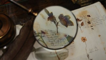 DZIAŁ TRADYCJI ZIELARSKICH