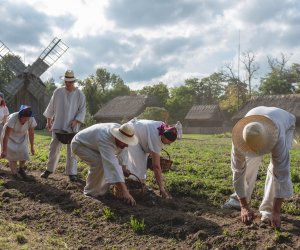 Niecodziennik muzealny - Uprawa ziemniaków w Polsce w XVIII i pierwszych dekadach XIX wieku. Niecodziennik muzealny - Uprawa ziemniaków w Polsce w XVIII i pierwszych dekadach XIX wieku.