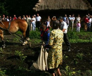 Wykopki w skansenie 2009