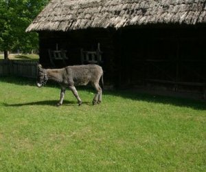 Początek wiosny w Muzeum Rolnictwa im. ks. K. Kluka w Ciechanowcu to czas dla zwierząt. Początek wiosny w Muzeum Rolnictwa im. ks. K. Kluka w Ciechanowcu to czas dla zwierząt.