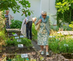 „Podlaskie zioła” - jubileusz 40-lecia muzealnego ogrodu roślin leczniczych - relacja
