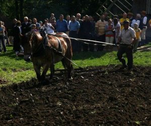 Wykopki w skansenie 2009