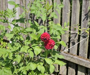 "Kwitnące Tradycje" "Kwitnące Tradycje"