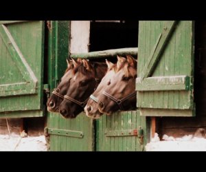NIECOdziennik Muzealny Mieszkańcy Muzeum – Konik polski NIECOdziennik Muzealny Mieszkańcy Muzeum – Konik polski