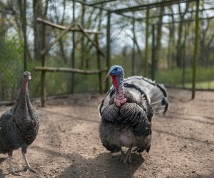 Codziennik Muzealny - Wiosna w ciechanowieckim muzeum Codziennik Muzealny - Wiosna w ciechanowieckim muzeum