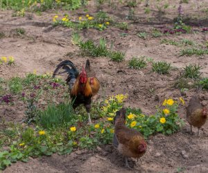 Codziennik Muzealny - Wiosna w ciechanowieckim muzeum Codziennik Muzealny - Wiosna w ciechanowieckim muzeum