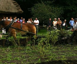 Wykopki w skansenie 2009