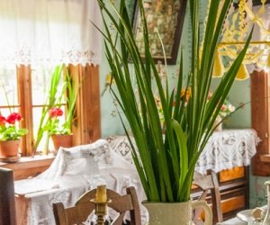 Ludowe Zielone Świątki - święto kościelne Zesłania Ducha Świętego, zamykającego cykl Wielkanocy 15 maja 2016 r. Ludowe Zielone Świątki - święto kościelne Zesłania Ducha Świętego, zamykającego cykl Wielkanocy 15 maja 2016 r.