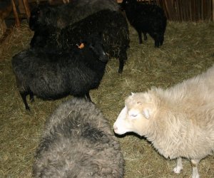 Szopka Bożonarodzeniowa