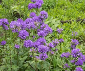 Niecodziennik Muzealny - Roślinna sztuka manipulacji, czyli kilka słów o zapylaniu Niecodziennik Muzealny - Roślinna sztuka manipulacji, czyli kilka słów o zapylaniu