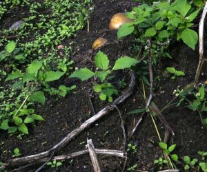 Wykopki w skansenie 2009