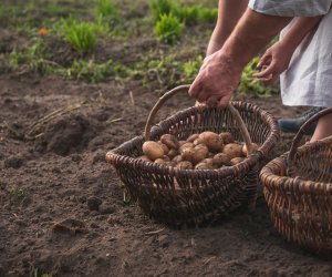 Niecodziennik muzealny - Uprawa ziemniaków w Polsce w XVIII i pierwszych dekadach XIX wieku. Niecodziennik muzealny - Uprawa ziemniaków w Polsce w XVIII i pierwszych dekadach XIX wieku.