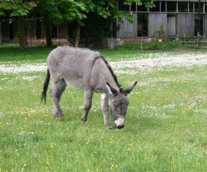 Początek wiosny w Muzeum Rolnictwa im. ks. K. Kluka w Ciechanowcu to czas dla zwierząt. Początek wiosny w Muzeum Rolnictwa im. ks. K. Kluka w Ciechanowcu to czas dla zwierząt.