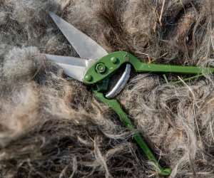 NIECOdziennik muzealny – Strzyżenie owiec NIECOdziennik muzealny – Strzyżenie owiec