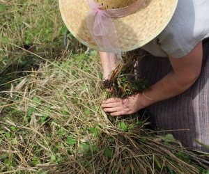 XVI Podlaskie Święto Chleba XVI Podlaskie Święto Chleba