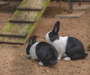 DZIAŁ HISTORII UPRAWY ROŚLIN I HODOWLI ZWIERZĄT DZIAŁ HISTORII UPRAWY ROŚLIN I HODOWLI ZWIERZĄT