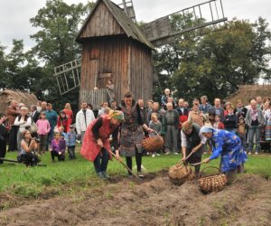 Wykopki w Skansenie Wykopki w Skansenie
