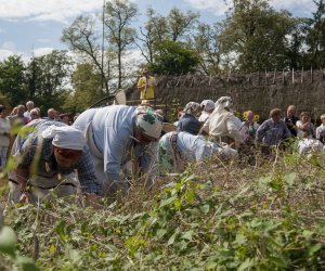 XVI Podlaskie Święto Chleba XVI Podlaskie Święto Chleba