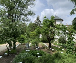 DZIAŁ TRADYCJI ZIELARSKICH DZIAŁ TRADYCJI ZIELARSKICH