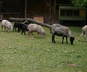 Początek wiosny w Muzeum Rolnictwa im. ks. K. Kluka w Ciechanowcu to czas dla zwierząt. Początek wiosny w Muzeum Rolnictwa im. ks. K. Kluka w Ciechanowcu to czas dla zwierząt.