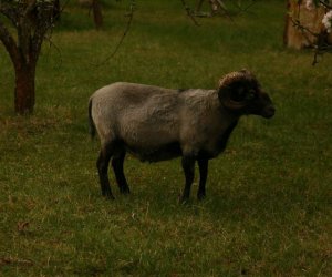Początek wiosny w Muzeum Rolnictwa im. ks. K. Kluka w Ciechanowcu to czas dla zwierząt. Początek wiosny w Muzeum Rolnictwa im. ks. K. Kluka w Ciechanowcu to czas dla zwierząt.