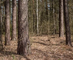 Codziennik Muzealny - Lasy - dobro wspólne. Refleksja niecodzienna ... Codziennik Muzealny - Lasy - dobro wspólne. Refleksja niecodzienna ...