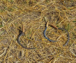 XV Podlaskie Święta Chleba w Muzeum Rolnictwa im. ks. Krzysztofa Kluka w Ciechanowcu XV Podlaskie Święta Chleba w Muzeum Rolnictwa im. ks. Krzysztofa Kluka w Ciechanowcu