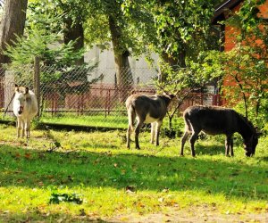 W drodze do Mongolii...