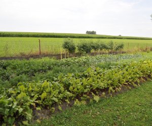 "Kwitnące Tradycje" "Kwitnące Tradycje"