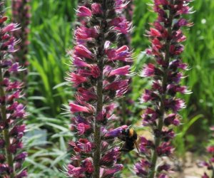 Niecodziennik Muzealny - Roślinna sztuka manipulacji, czyli kilka słów o zapylaniu Niecodziennik Muzealny - Roślinna sztuka manipulacji, czyli kilka słów o zapylaniu