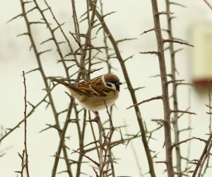 Zimowe Ptakoliczenie 2017 Zimowe Ptakoliczenie 2017