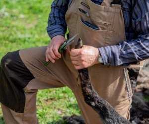 NIECOdziennik muzealny – Strzyżenie owiec NIECOdziennik muzealny – Strzyżenie owiec