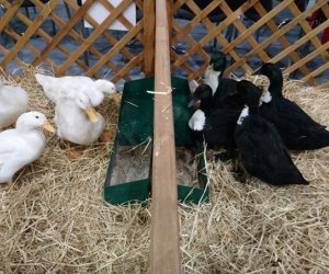 Narodowa Wystawa Rolnicza w Poznaniu Narodowa Wystawa Rolnicza w Poznaniu