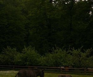 Początek wiosny w Muzeum Rolnictwa im. ks. K. Kluka w Ciechanowcu to czas dla zwierząt. Początek wiosny w Muzeum Rolnictwa im. ks. K. Kluka w Ciechanowcu to czas dla zwierząt.