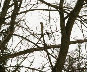 Zimowe Ptakoliczenie 2017 Zimowe Ptakoliczenie 2017