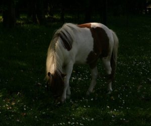 Początek wiosny w Muzeum Rolnictwa im. ks. K. Kluka w Ciechanowcu to czas dla zwierząt. Początek wiosny w Muzeum Rolnictwa im. ks. K. Kluka w Ciechanowcu to czas dla zwierząt.
