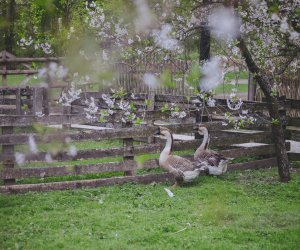 DZIAŁ HISTORII UPRAWY ROŚLIN I HODOWLI ZWIERZĄT DZIAŁ HISTORII UPRAWY ROŚLIN I HODOWLI ZWIERZĄT