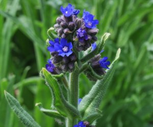 Niecodziennik Muzealny - Roślinna sztuka manipulacji, czyli kilka słów o zapylaniu Niecodziennik Muzealny - Roślinna sztuka manipulacji, czyli kilka słów o zapylaniu