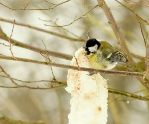 Zimowe Ptakoliczenie 2017 Zimowe Ptakoliczenie 2017