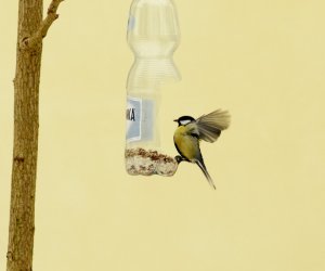 Zimowe Ptakoliczenie 2017 Zimowe Ptakoliczenie 2017