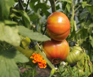 "Kwitnące Tradycje" "Kwitnące Tradycje"