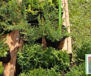 JARMARK ŚW. WOJCIECHA JARMARK ŚW. WOJCIECHA