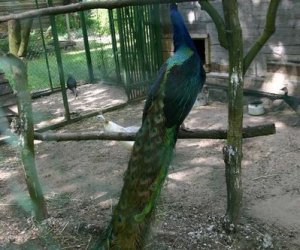 Początek wiosny w Muzeum Rolnictwa im. ks. K. Kluka w Ciechanowcu to czas dla zwierząt. Początek wiosny w Muzeum Rolnictwa im. ks. K. Kluka w Ciechanowcu to czas dla zwierząt.