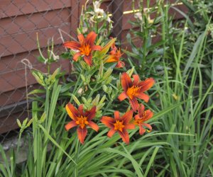 "Kwitnące Tradycje" "Kwitnące Tradycje"