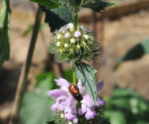 Niecodziennik Muzealny - Roślinna sztuka manipulacji, czyli kilka słów o zapylaniu Niecodziennik Muzealny - Roślinna sztuka manipulacji, czyli kilka słów o zapylaniu